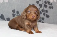 Ellie, a female Miniature Dachshund for sale in Richland, MO – 6 of 10