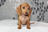 Ruby, a female Miniature Dachshund for sale in Richland, MO – 3 of 10