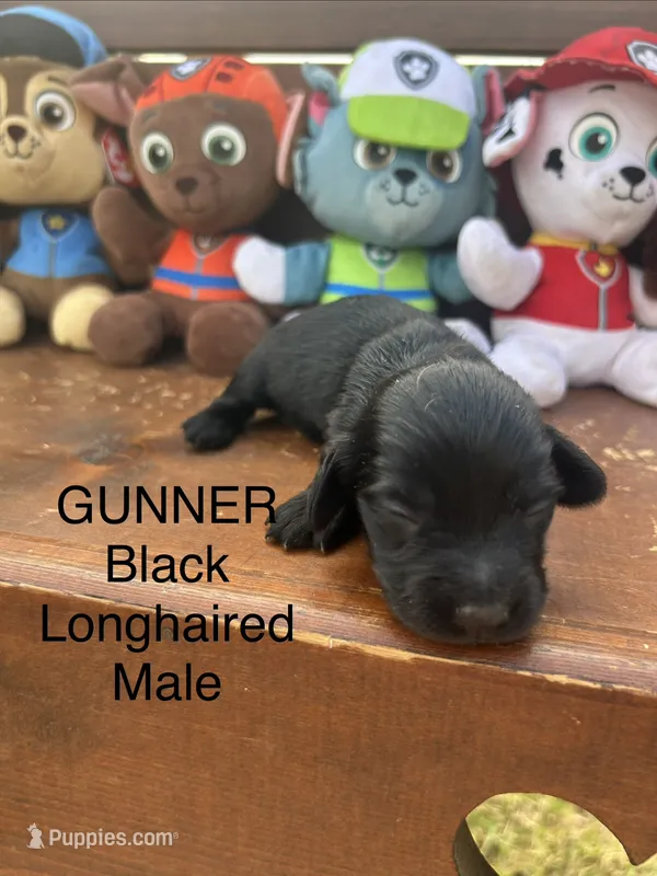 Gunner – Miniature Dachshund puppy for sale in Brookhaven, MS