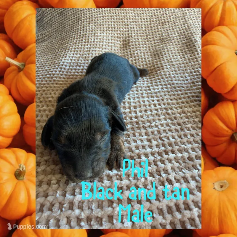 Phil – Miniature Dachshund puppy for sale in Brookhaven, MS