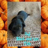 Phil, a male Miniature Dachshund for sale in Brookhaven, MS – 1 of 1