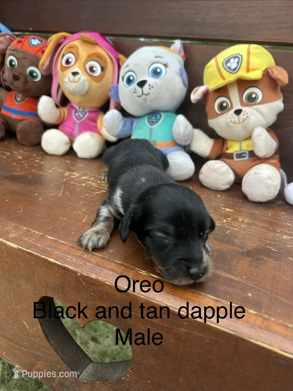 Oreo – Miniature Dachshund puppy for sale in Brookhaven, MS