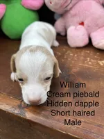 William, a male Miniature Dachshund for sale in Brookhaven, MS – 7 of 7