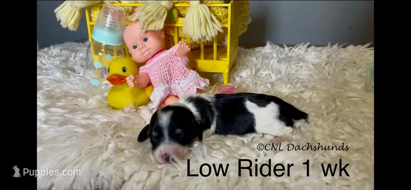 Low Rider – Miniature Dachshund puppy on hold in Brookhaven, MS