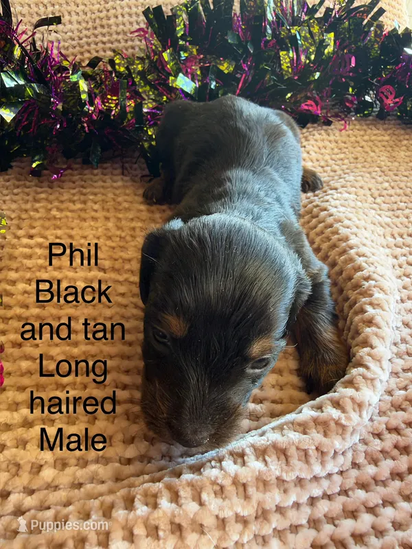 Phil – Miniature Dachshund puppy for sale in Brookhaven, MS