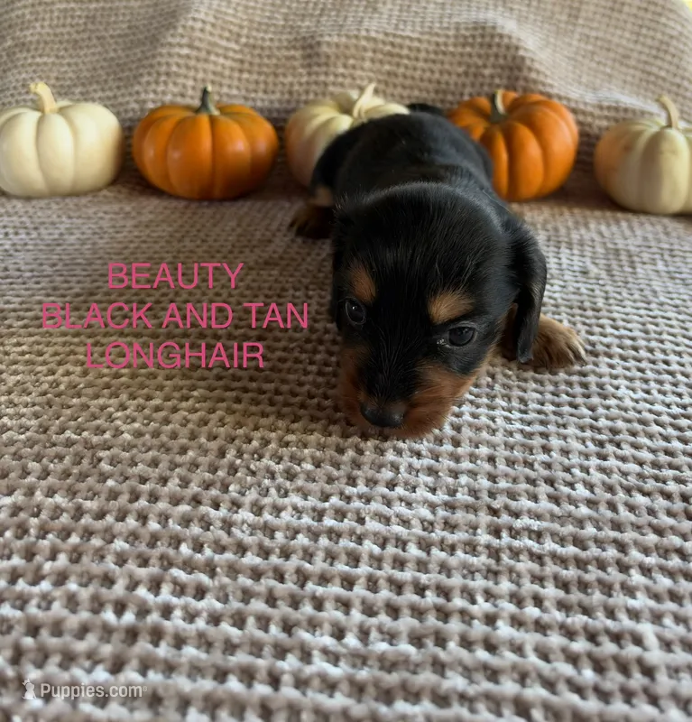Beauty – Miniature Dachshund puppy for sale in Brookhaven, MS