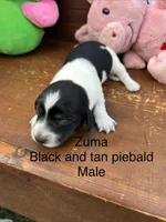 Zuma, a male Miniature Dachshund for sale in Brookhaven, MS – 2 of 2
