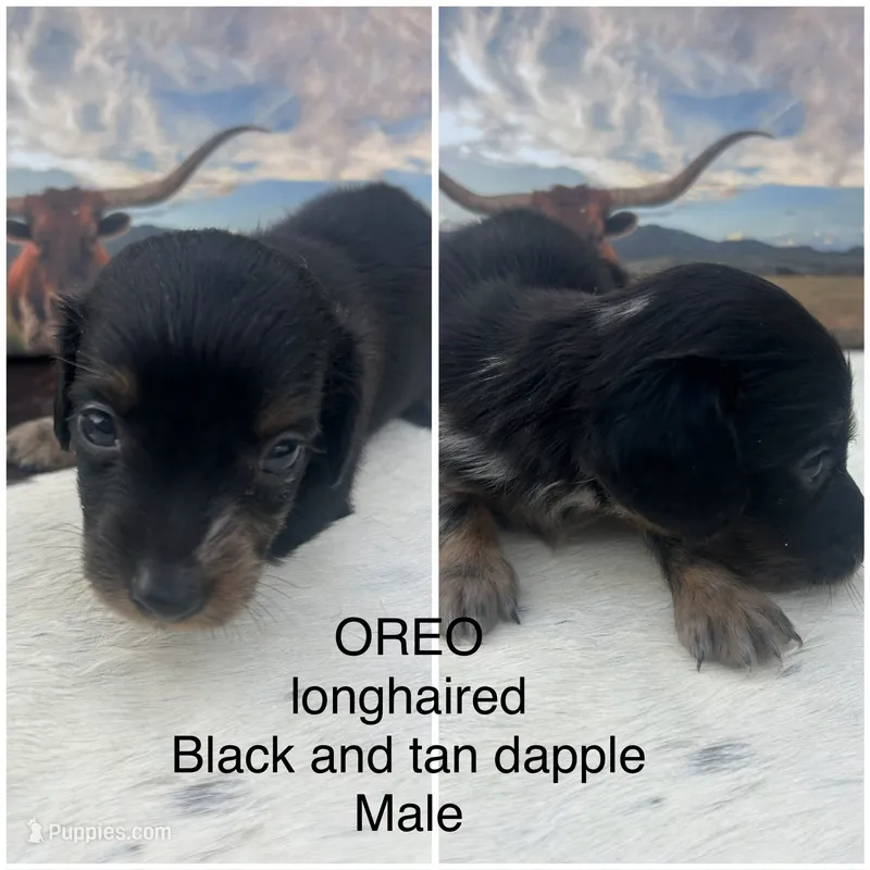 Oreo – Miniature Dachshund puppy for sale in Brookhaven, MS