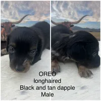 Oreo, a male Miniature Dachshund for sale in Brookhaven, MS – 4 of 7