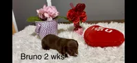 Bruno, a male Miniature Dachshund for sale in Brookhaven, MS – Photo 1 of 2