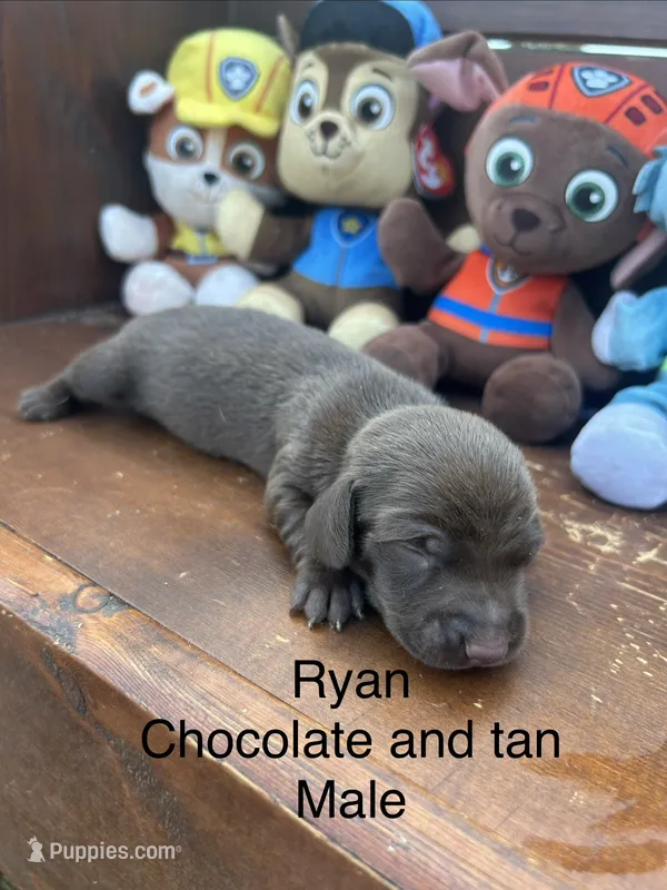 Ryan – Miniature Dachshund puppy for sale in Brookhaven, MS