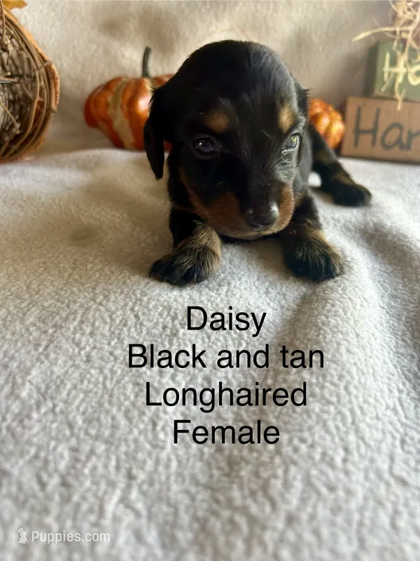 Daisy – Miniature Dachshund puppy for sale in Brookhaven, MS