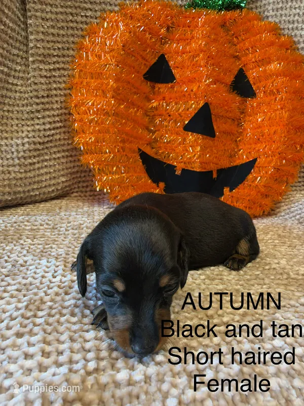 Autumn – Miniature Dachshund puppy for sale in Brookhaven, MS