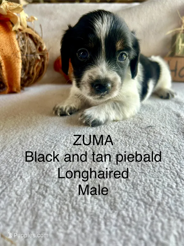 Zuma – Miniature Dachshund puppy for sale in Brookhaven, MS