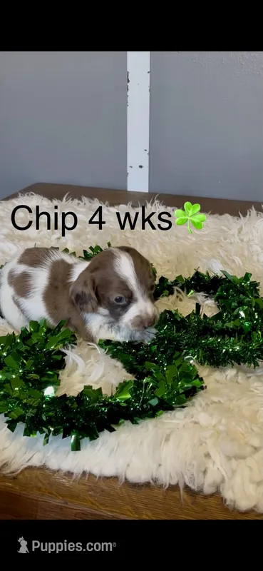 Chip – Miniature Dachshund puppy for sale in Brookhaven, MS