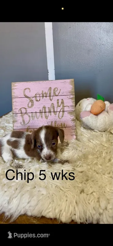 Chip – Miniature Dachshund puppy for sale in Brookhaven, MS