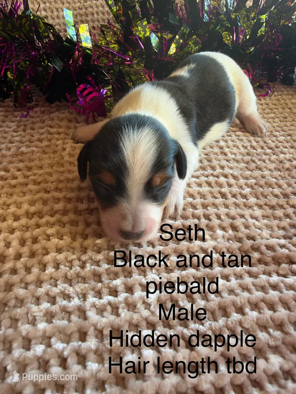 Seth – Miniature Dachshund puppy for sale in Brookhaven, MS
