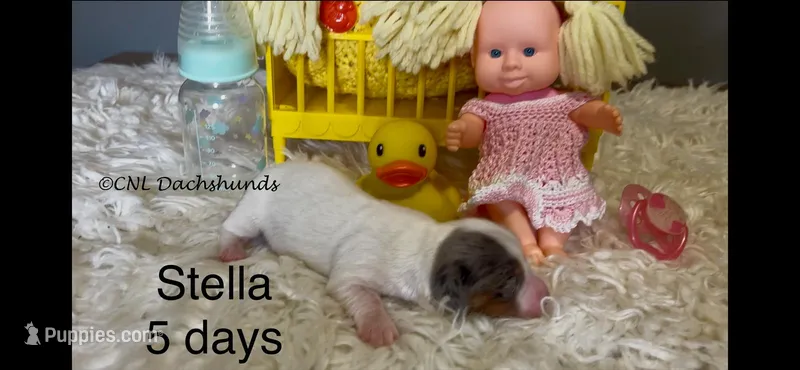 Stella – Miniature Dachshund puppy for sale in Brookhaven, MS