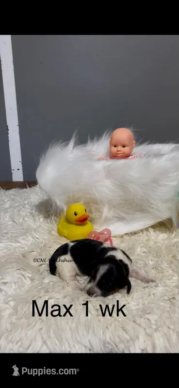 Max – Miniature Dachshund puppy for sale in Brookhaven, MS