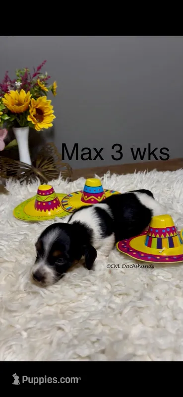 Max – Miniature Dachshund puppy for sale in Brookhaven, MS