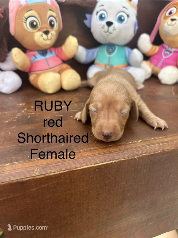 Ruby – Miniature Dachshund puppy for sale in Brookhaven, MS