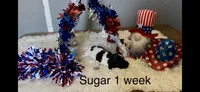Sugar, a female Miniature Dachshund for sale in Brookhaven, MS – 1 of 3