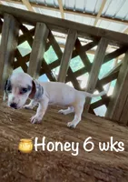 Honey, a female Miniature Dachshund for sale in Brookhaven, MS – 8 of 10