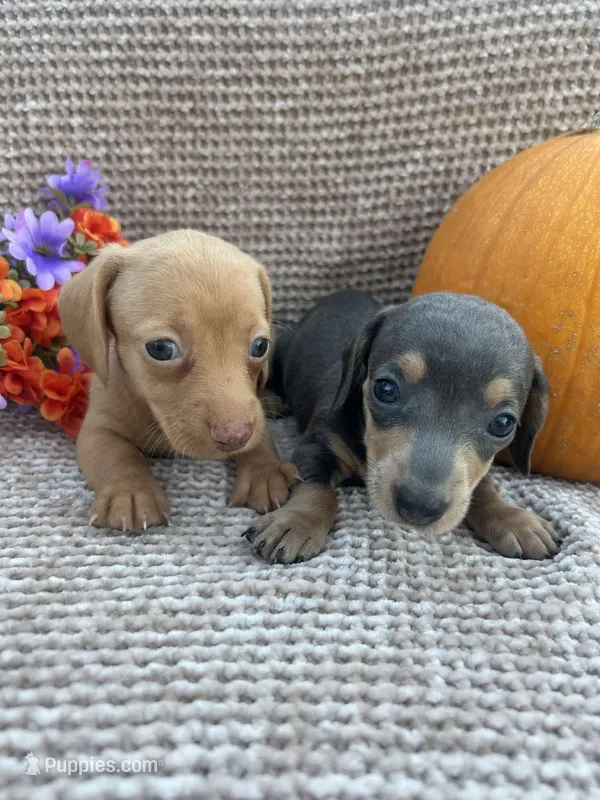 Wendy – Miniature Dachshund puppy for sale in Brookhaven, MS