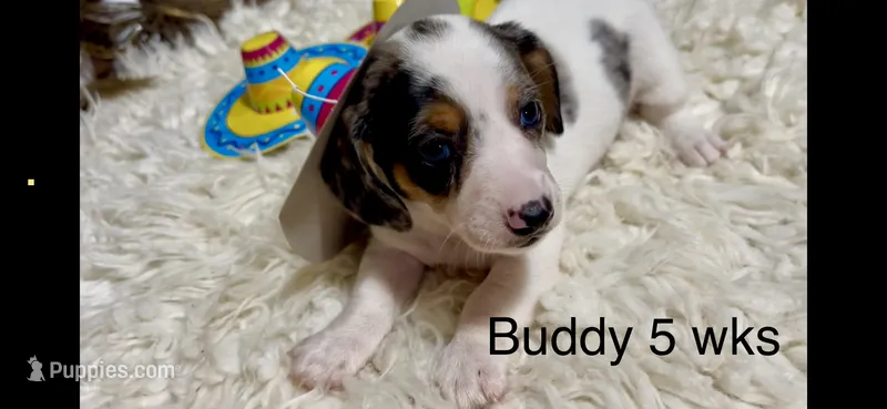 Buddy – Miniature Dachshund puppy on hold in Brookhaven, MS