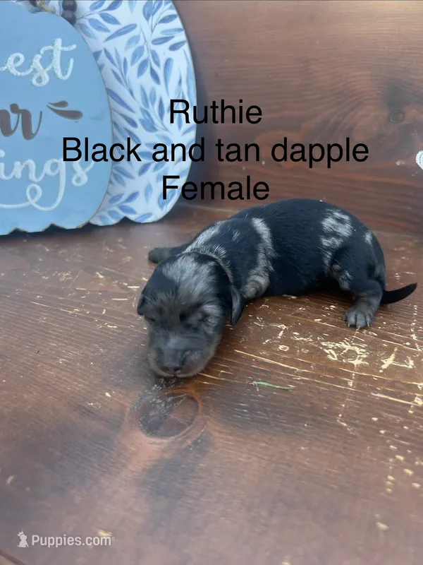 Ruthie  – Miniature Dachshund puppy for sale in Brookhaven, MS
