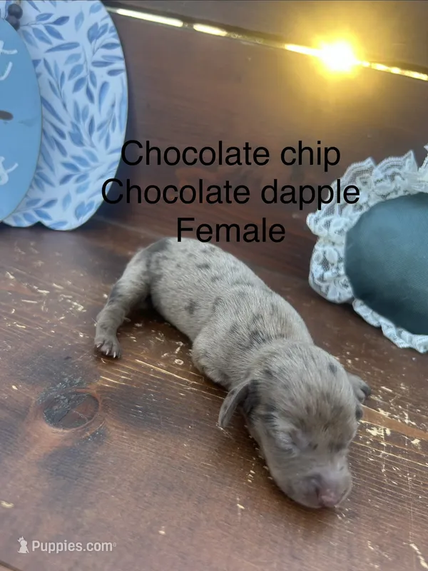 Chocolate chip  – Miniature Dachshund puppy for sale in Brookhaven, MS