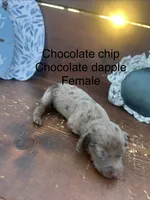 Chocolate chip , a female Miniature Dachshund for sale in Brookhaven, MS – 1 of 1