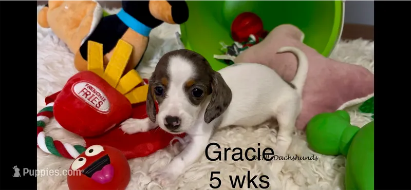 Gracie – Miniature Dachshund puppy for sale in Brookhaven, MS