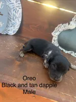Oreo, a male Miniature Dachshund for sale in Brookhaven, MS – 1 of 1