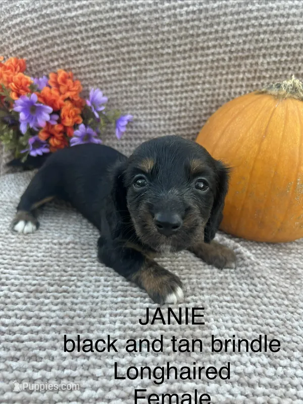 Janie – Miniature Dachshund puppy on hold in Brookhaven, MS