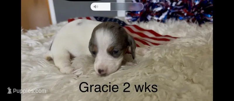 Gracie – Miniature Dachshund puppy for sale in Brookhaven, MS