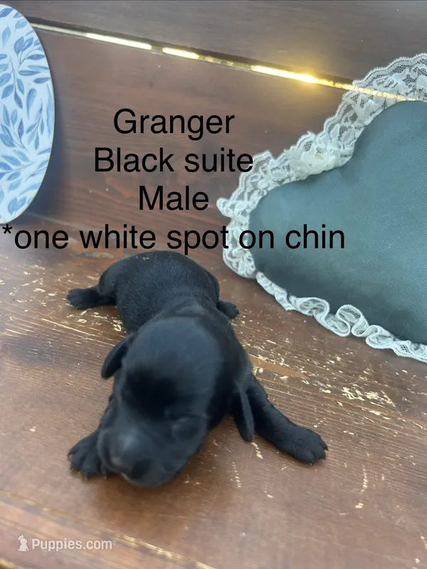 Granger  – Miniature Dachshund puppy for sale in Brookhaven, MS