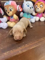 Wendy, a female Miniature Dachshund for sale in Brookhaven, MS – 6 of 7
