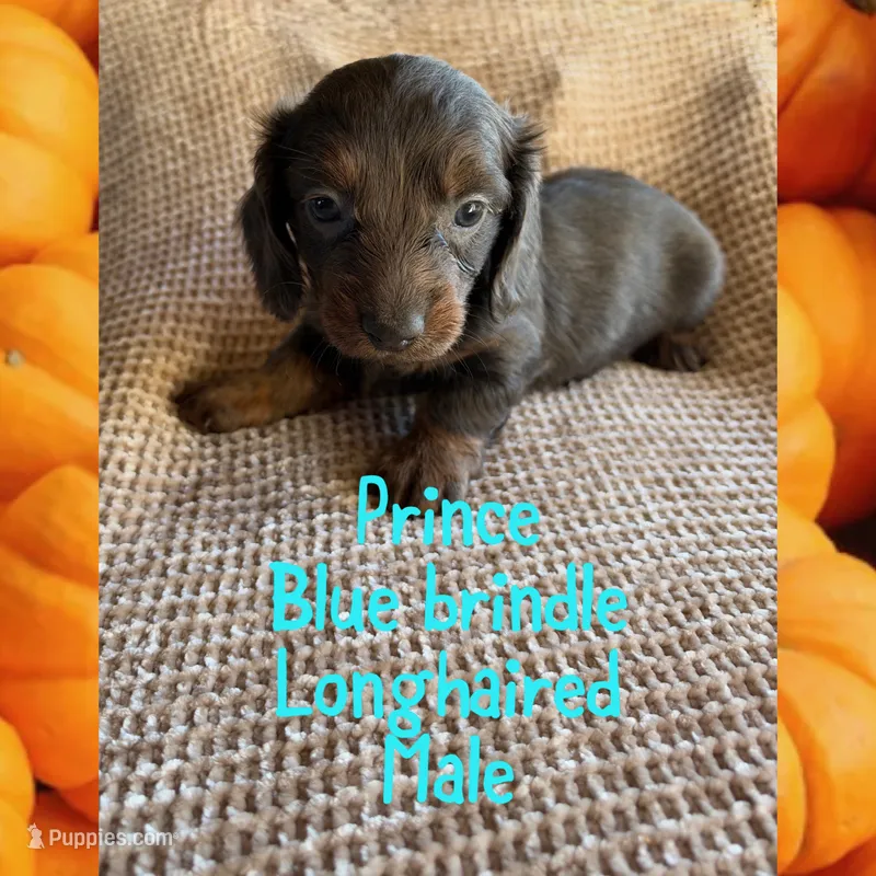 Prince – Miniature Dachshund puppy for sale in Brookhaven, MS