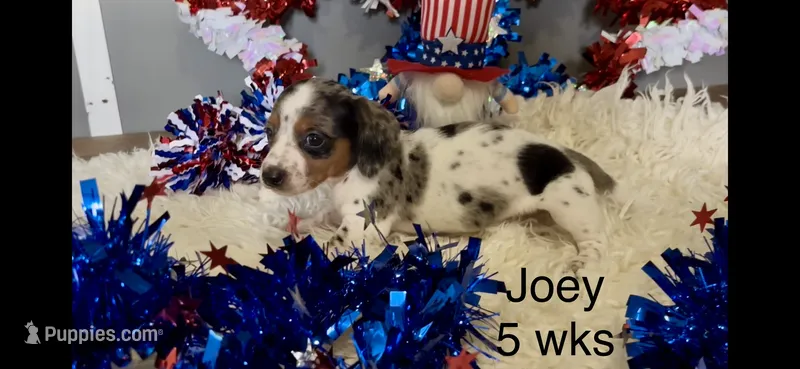 Joey – Miniature Dachshund puppy for sale in Brookhaven, MS