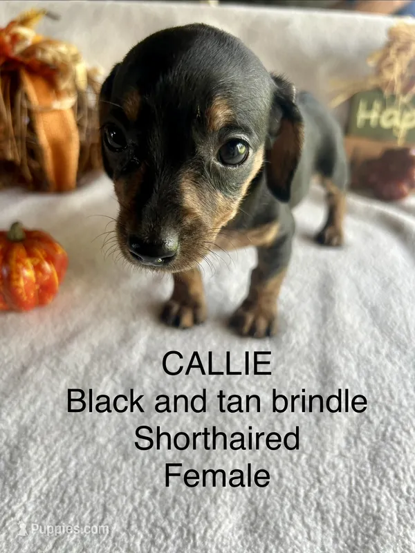 Callie – Miniature Dachshund puppy for sale in Brookhaven, MS