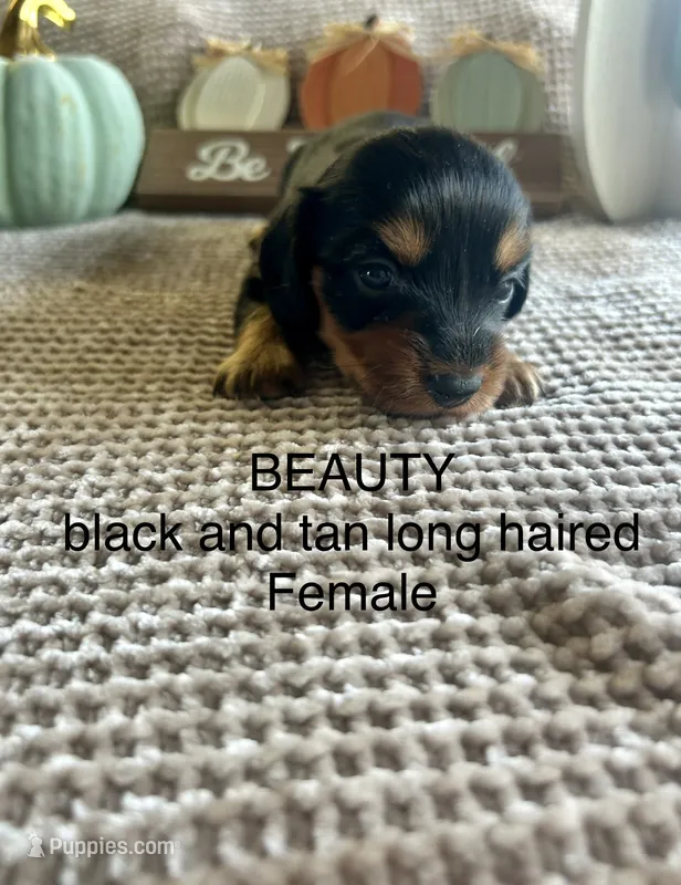 Beauty – Miniature Dachshund puppy for sale in Brookhaven, MS