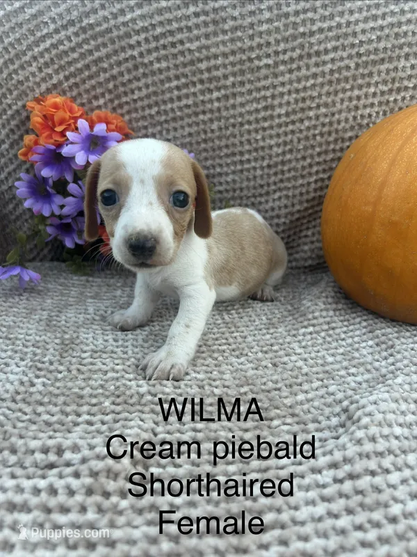 Wilma – Miniature Dachshund puppy for sale in Brookhaven, MS