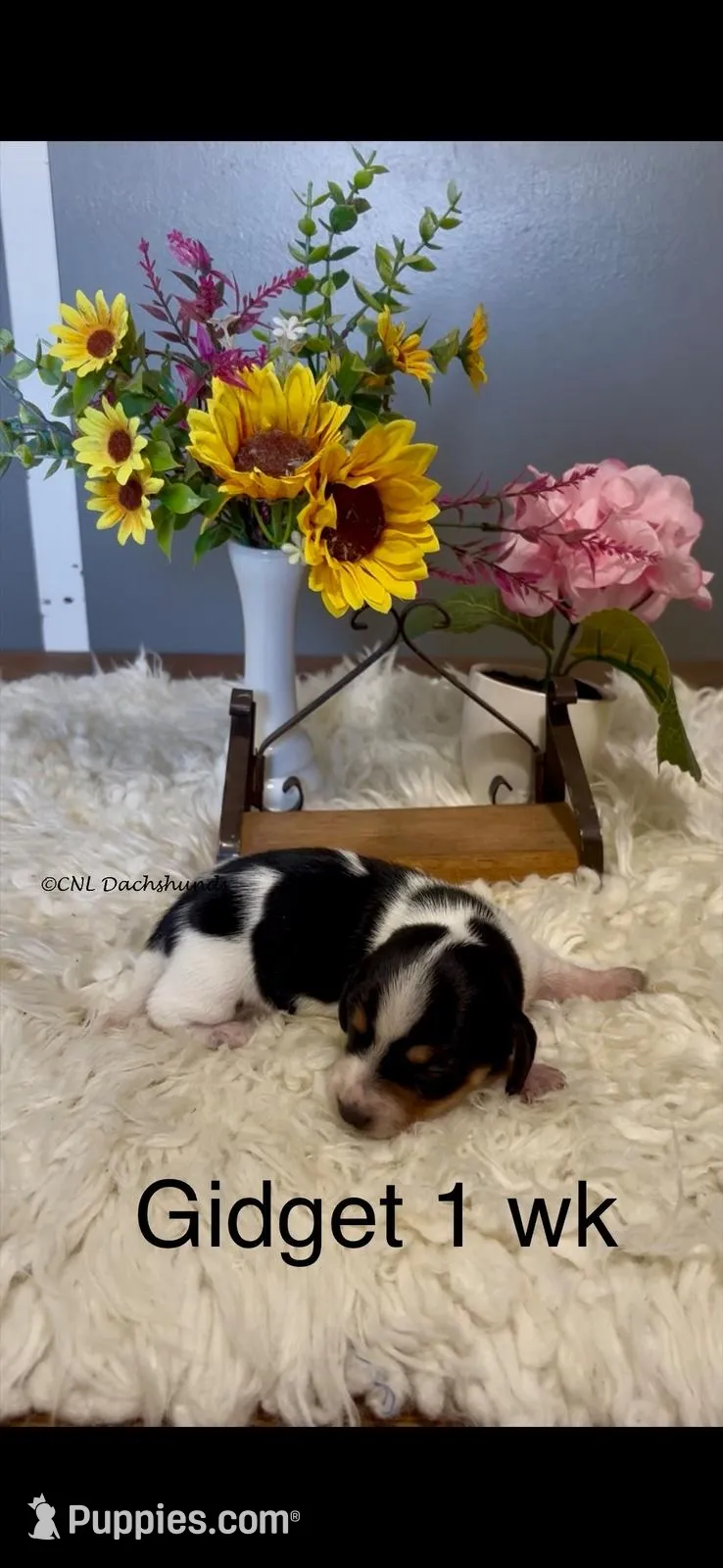 Gidget, a female Miniature Dachshund for sale in Brookhaven, MS – Photo 1 of 2