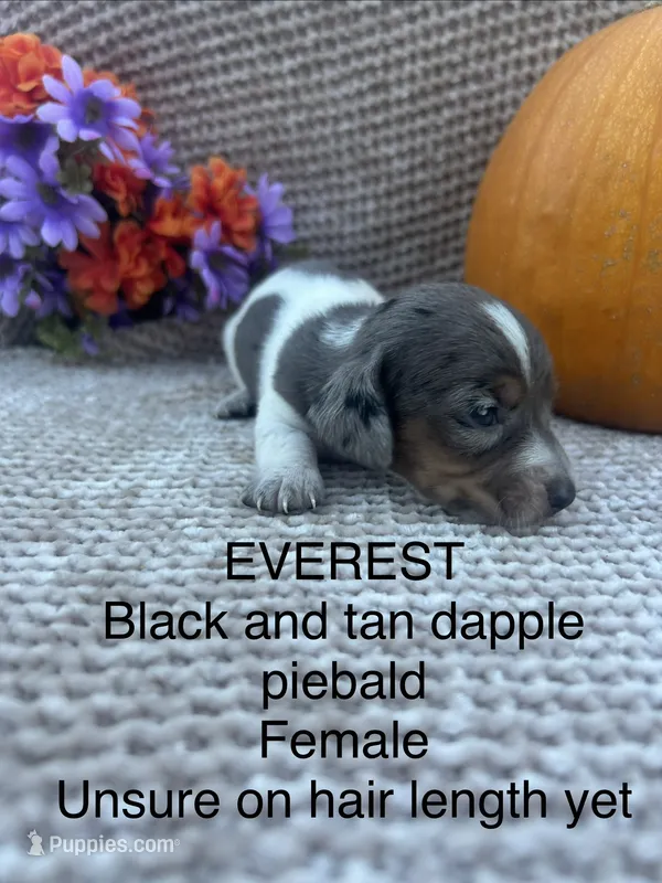 Everest – Miniature Dachshund puppy for sale in Brookhaven, MS