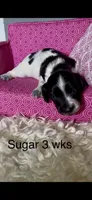 Sugar, a female Miniature Dachshund for sale in Brookhaven, MS – 3 of 3