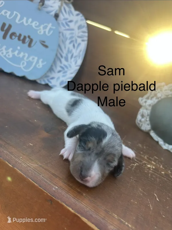 Sam – Miniature Dachshund puppy for sale in Brookhaven, MS