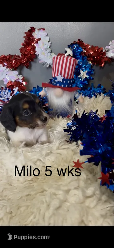 Milo – Miniature Dachshund puppy for sale in Brookhaven, MS