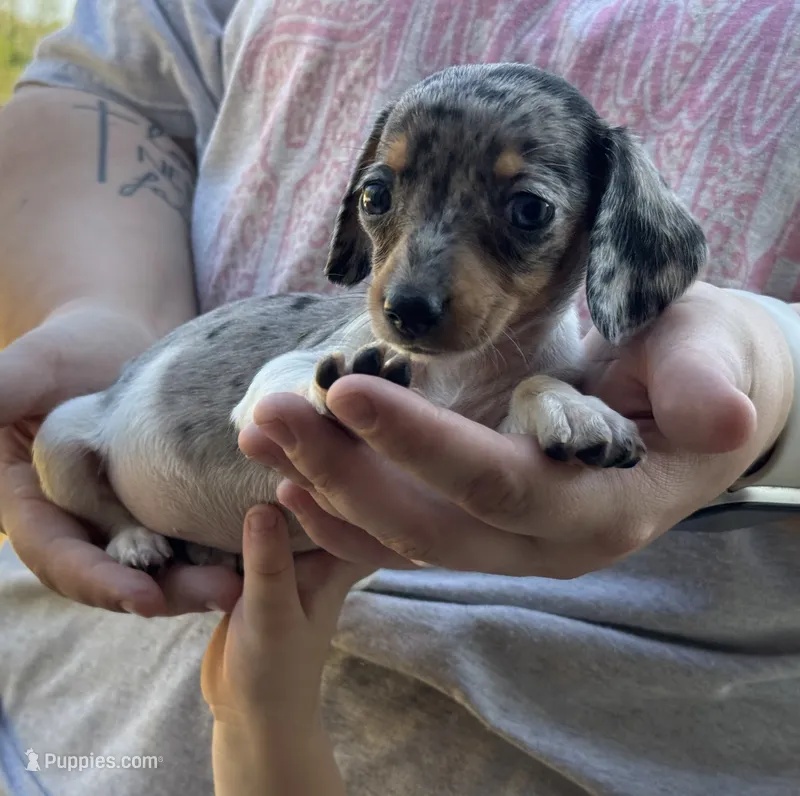 Penny – Miniature Dachshund puppy for sale in Brookhaven, MS