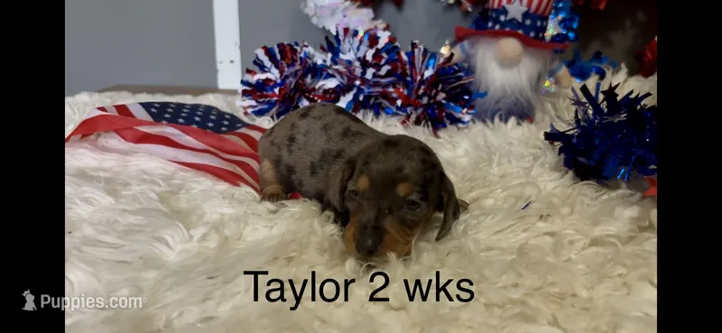 Taylor – Miniature Dachshund puppy for sale in Brookhaven, MS